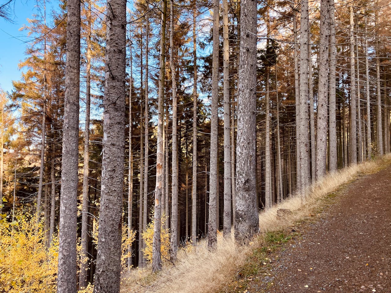 Craft beer selection showcase